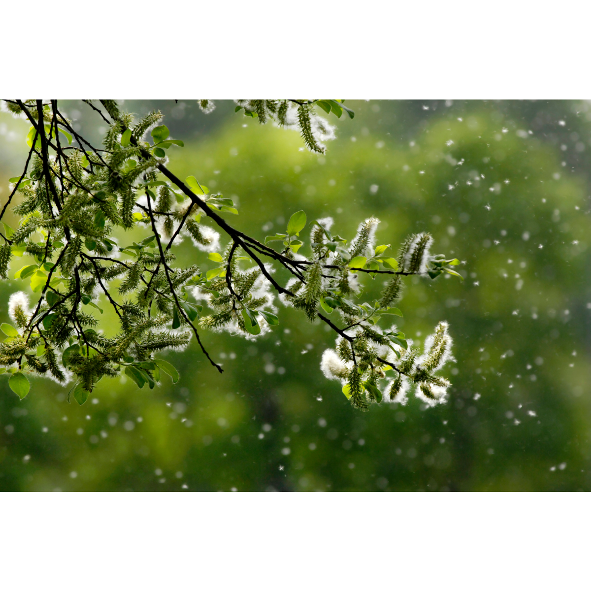 Electrolux - Filtr do oczyszczacza powietrza - EFDBTH4
